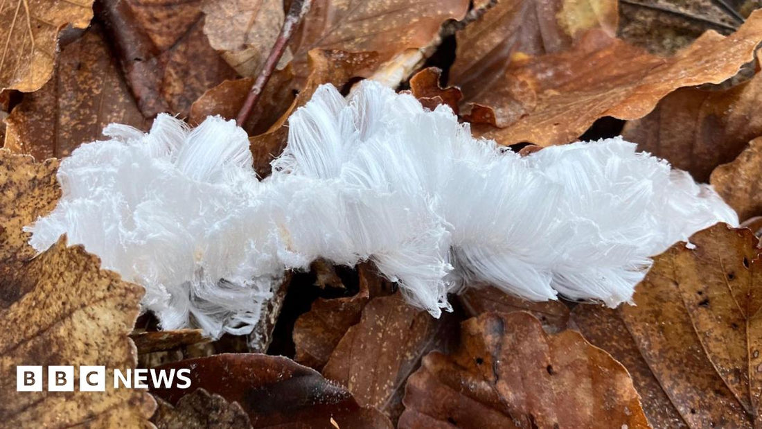 Delicate white hair-like ice filaments growing from woodland wood