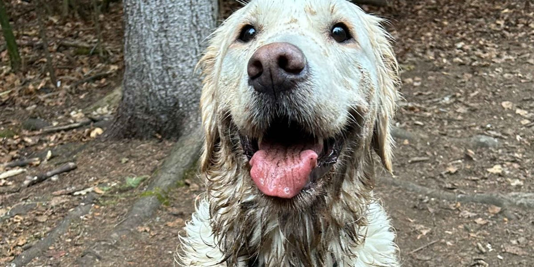 Best Cordless Stick Vacuum for Pet Hair