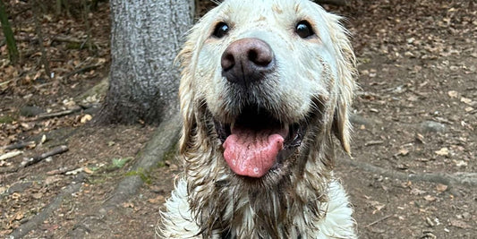 Best Cordless Stick Vacuum for Pet Hair