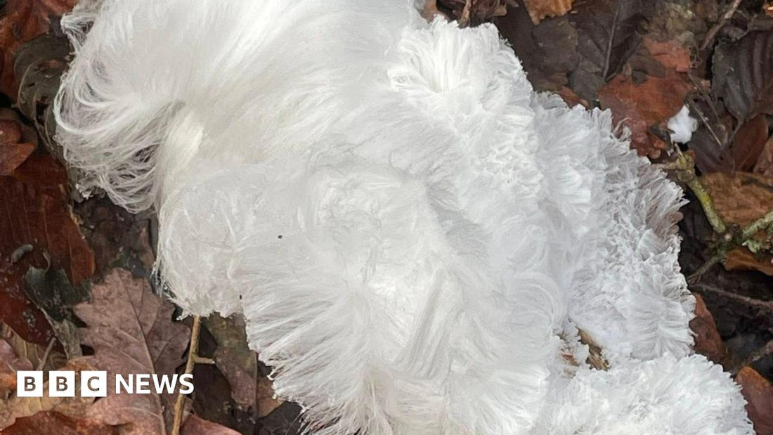 Delicate white hair ice strands coating a decaying branch in a winter woodland