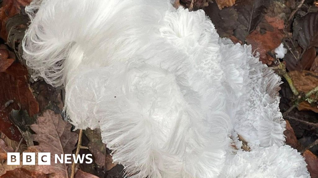 Fine white hair ice strands coating a piece of rotting wood in a UK woodland